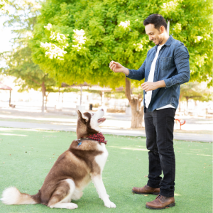 Secret Training Methos for the Siberian Husky