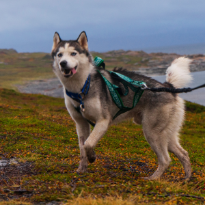 Secrets to walking your dog the right way