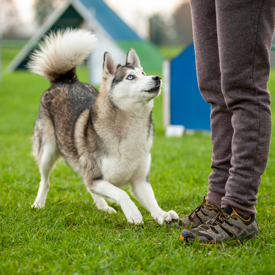 Teach your Siberian Husky amazing tricks