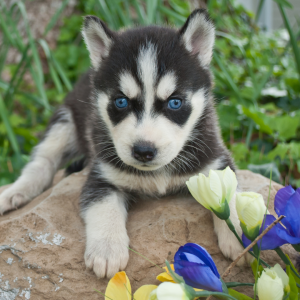 How Long Do Siberian Huskies Live?