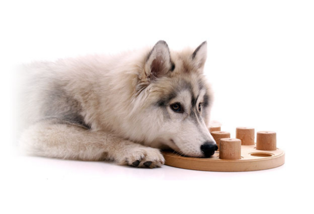 About Siberian Husky