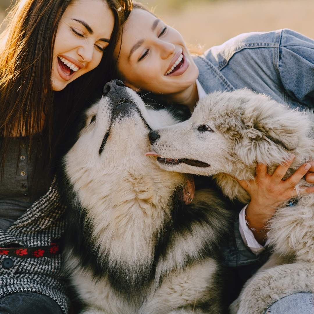 Siberian Husky a Family Dog