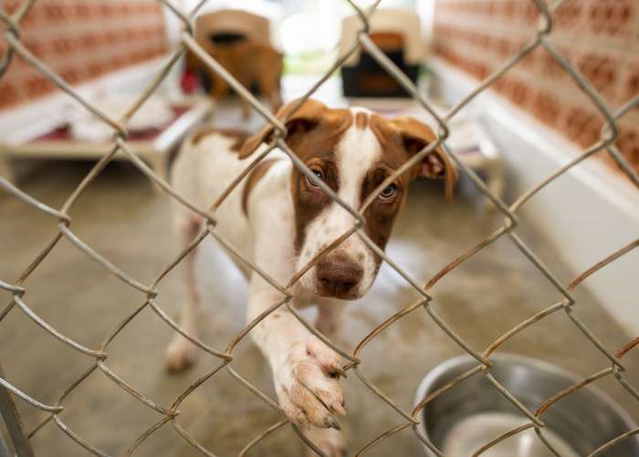 Are You Ready to Foster a Dog